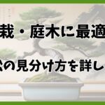 五葉松の種類と見分け方を徹底解説！特徴や育て方、剪定のコツも紹介