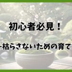 梅盆栽が枯れる原因と対策！正しい育て方と長く楽しむコツを解説