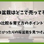 桜の盆栽はどこで売ってる？徹底比較で選ぶおすすめ購入先ガイド