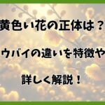 黄梅とロウバイの違いは？花の特徴や開花時期をわかりやすく解説