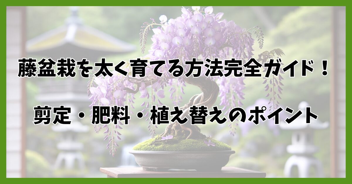 藤盆栽を太くする方法！剪定・肥料・ザル育成の極意と育て方のコツ