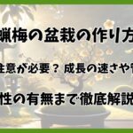 蝋梅の盆栽の作り方と基本の育て方｜美しい花を咲かせるコツも解説