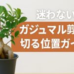 ガジュマル盆栽と「迷わない！ガジュマル剪定の切る位置ガイド」の文字をあしらった情報系アイキャッチ画像。イメージ：苔っと盆栽ライフ
