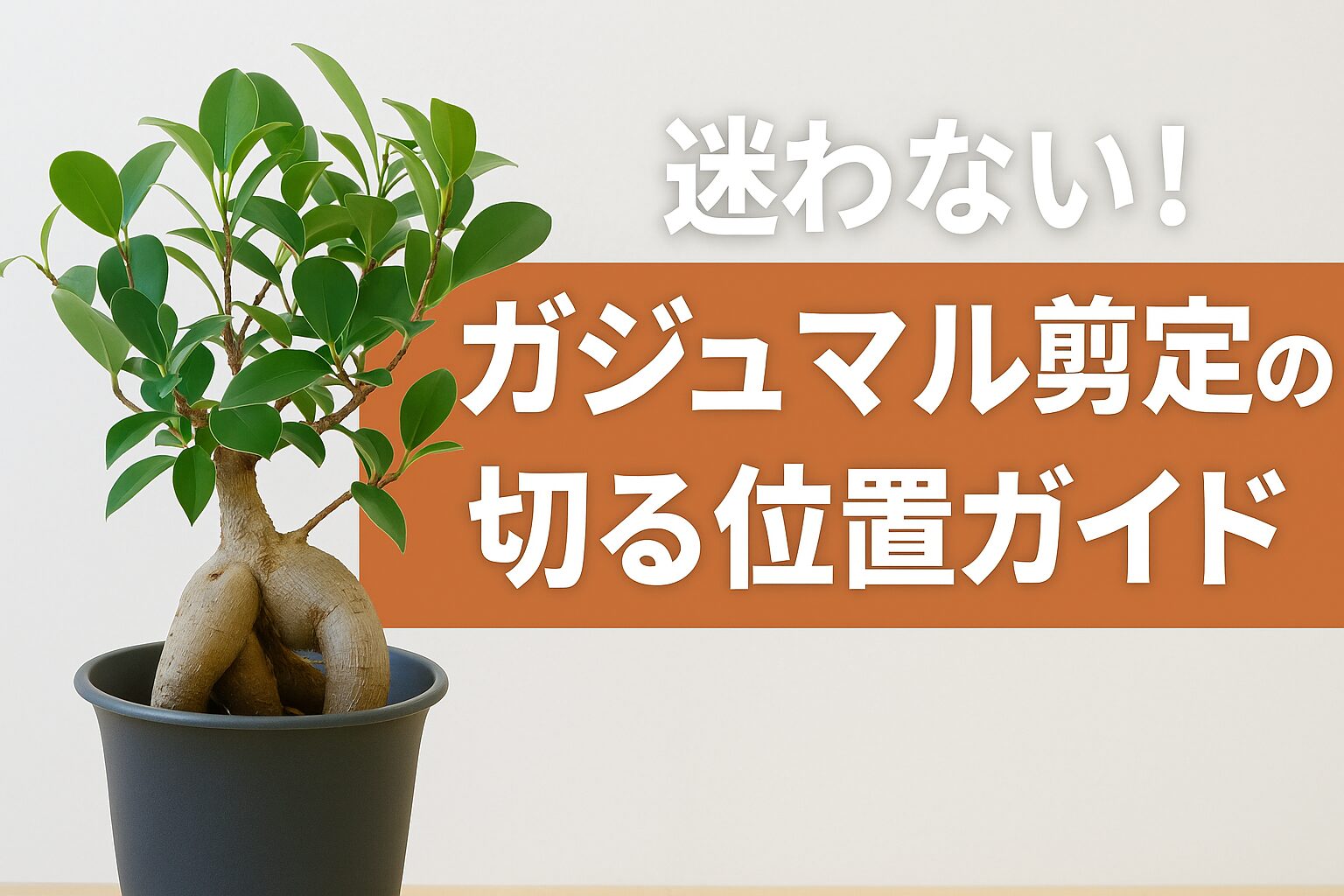 ガジュマル盆栽と「迷わない！ガジュマル剪定の切る位置ガイド」の文字をあしらった情報系アイキャッチ画像。イメージ：苔っと盆栽ライフ