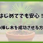 明るい日本庭園を背景に、テラコッタ鉢で元気に育つ五葉松の挿し木。青々とした針葉と丁寧に管理された土壌が自然光の下で映える。イメージ：苔っと盆栽ライフ