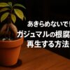あきらめないで！ガジュマルの根腐れから再生する方法の文字が入った情報アイキャッチ画像。