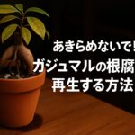 あきらめないで！ガジュマルの根腐れから再生する方法の文字が入った情報アイキャッチ画像。