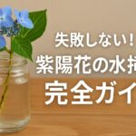 失敗しない！紫陽花の水挿し完全ガイド