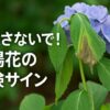 見逃さないで！紫陽花の危険サイン