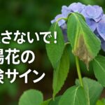 見逃さないで！紫陽花の危険サイン
