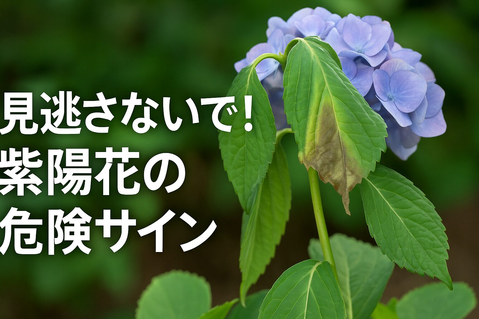 見逃さないで！紫陽花の危険サイン