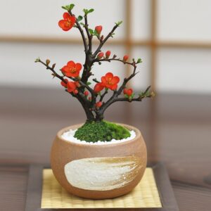 小さい鉢に植えられた、苔玉の長寿梅。