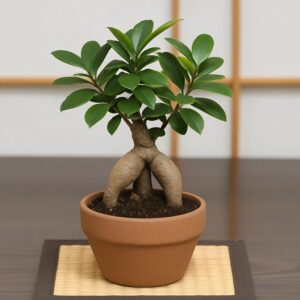 ガジュマルの盆栽。