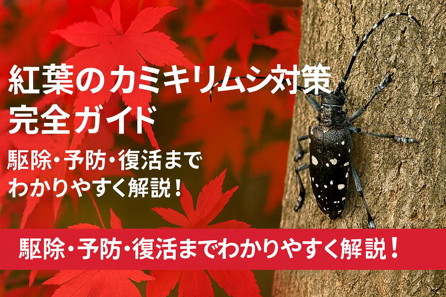 紅葉のカミキリムシ対策 完全ガイド 駆除・予防・復活までわかりやすく解説！