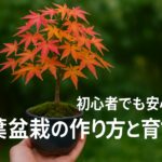 初心者でも安心 紅葉盆栽の作り方と育て方、アイキャッチ画像