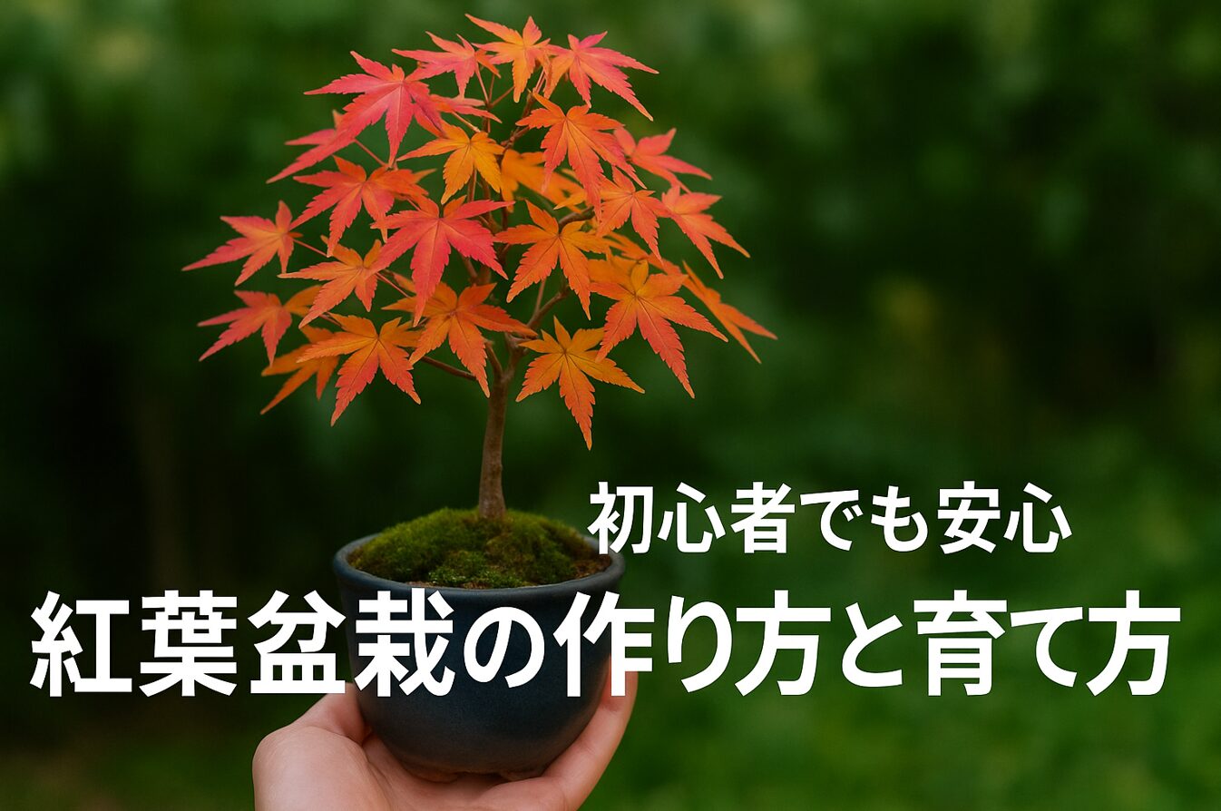 初心者でも安心 紅葉盆栽の作り方と育て方、アイキャッチ画像